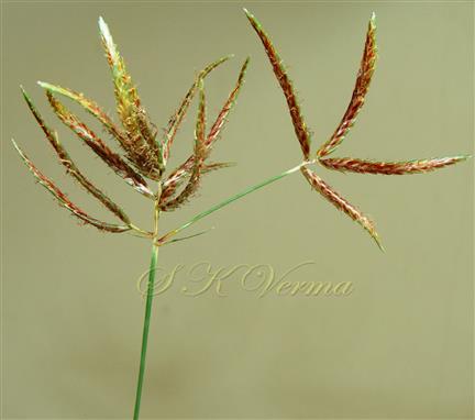  Inflorescence